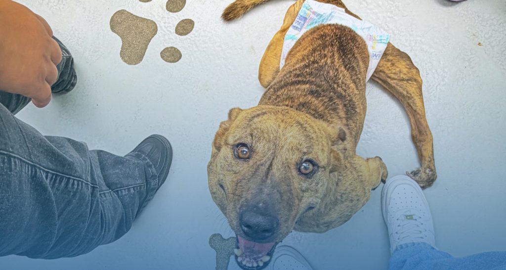 Pequeñas ruedas, grandes cambios: una iniciativa que devuelve movilidad y esperanza Pequeñas ruedas, grandes cambios: una iniciativa que devuelve movilidad y esperanza